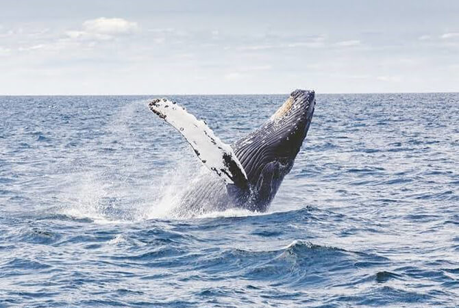 Whale Watching